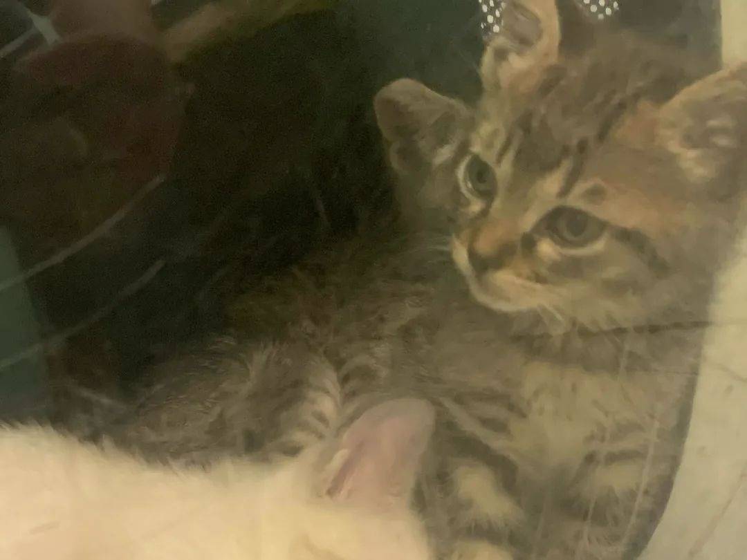 Vuoi adottare un gatto a Chieti?