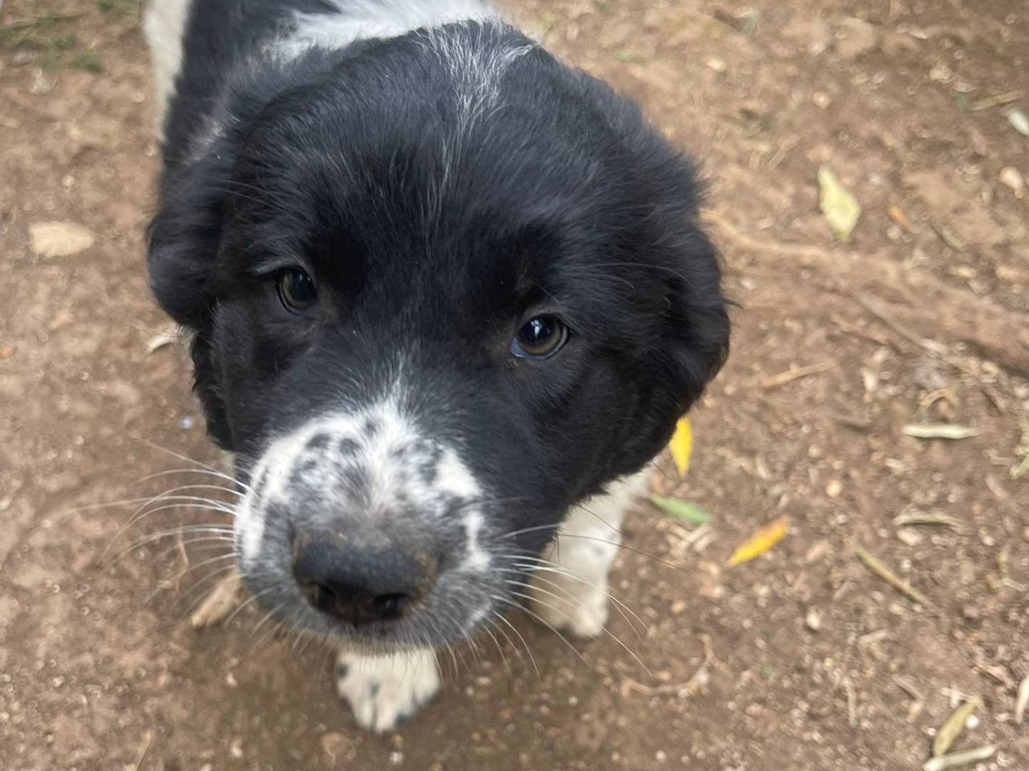 Adozione cane, femmina, Razza sconosciuta Razza sconosciuta, 2 mesi, taglia media, Frosinone