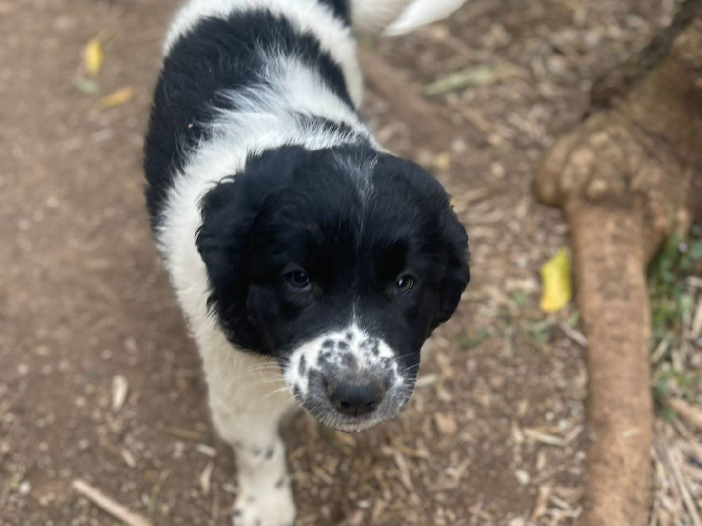 Adotta un cane, femmina, 2 mesi, Frosinone