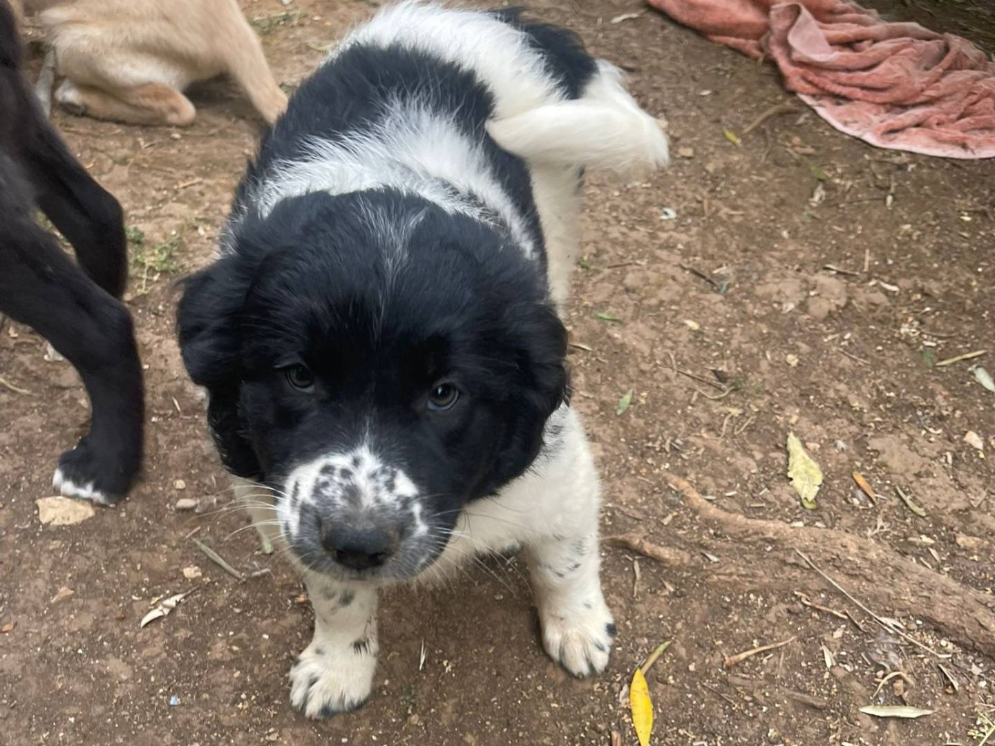 Adotta un cane, taglia media, femmina, Frosinone
