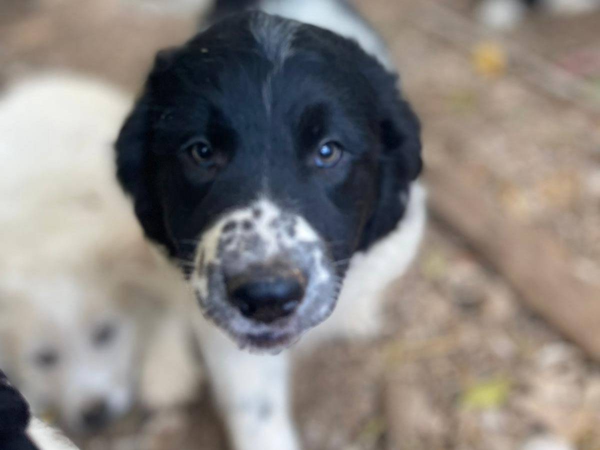 Vuoi adottare un cane a Frosinone?