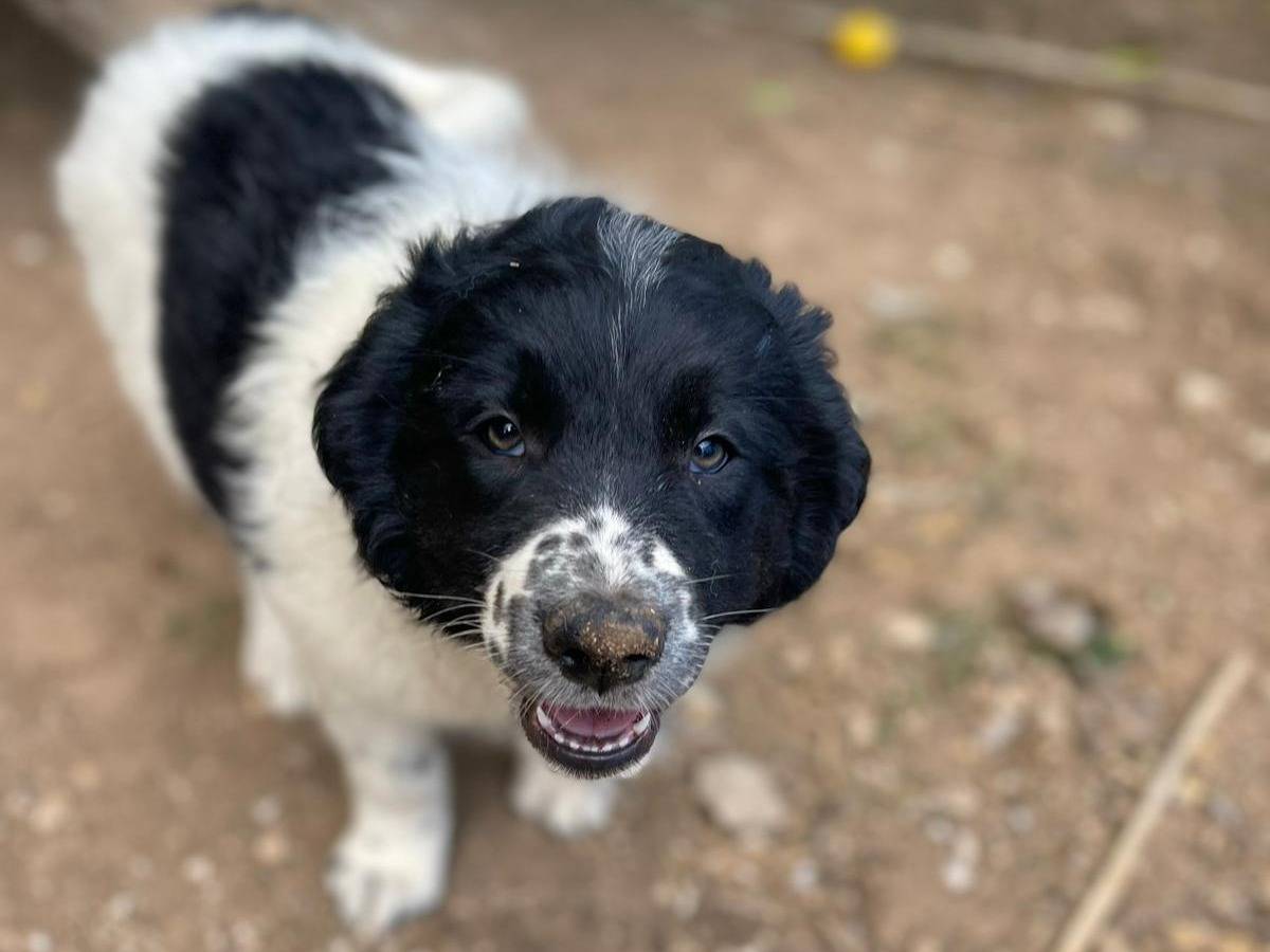Adotta il cane Mirtilla  a Frosinone