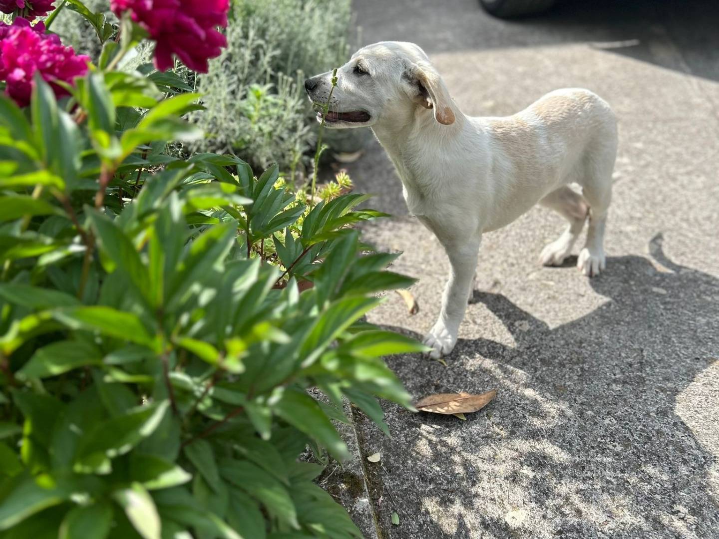 Vuoi adottare un cane a Frosinone?