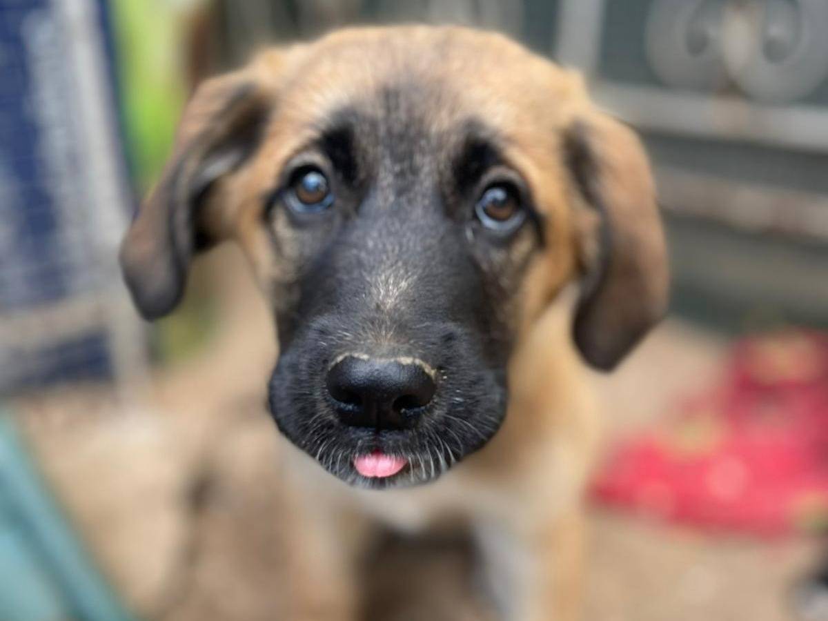 Adozione cane, femmina, Razza sconosciuta Razza sconosciuta, 1 mesi, taglia media, Frosinone
