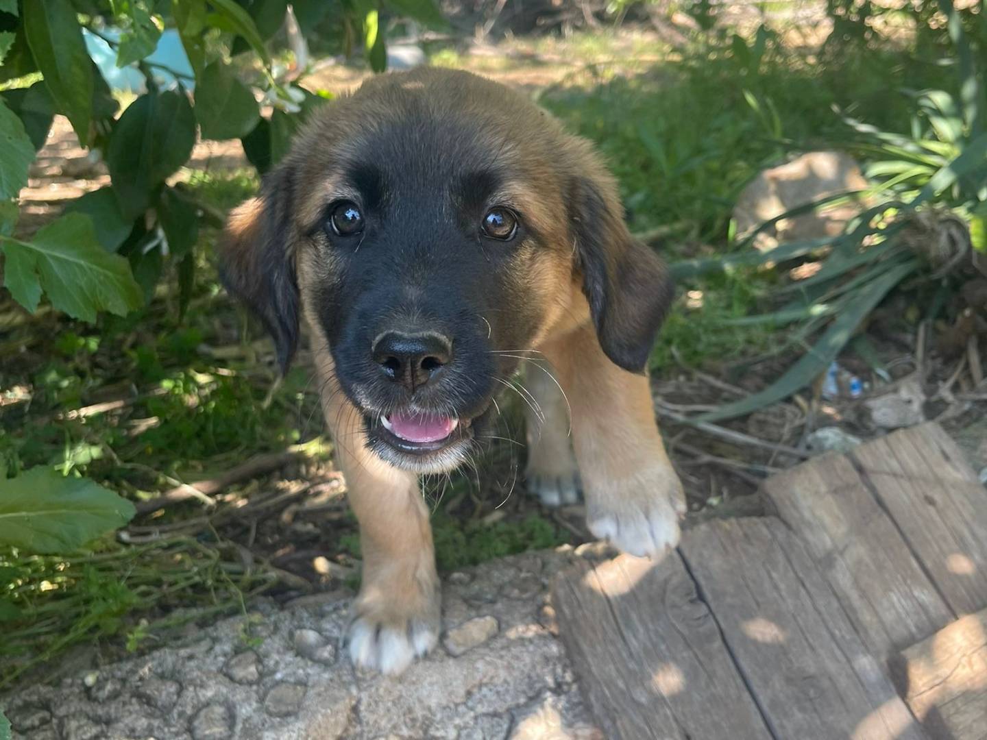 Vuoi adottare un cane a Frosinone?
