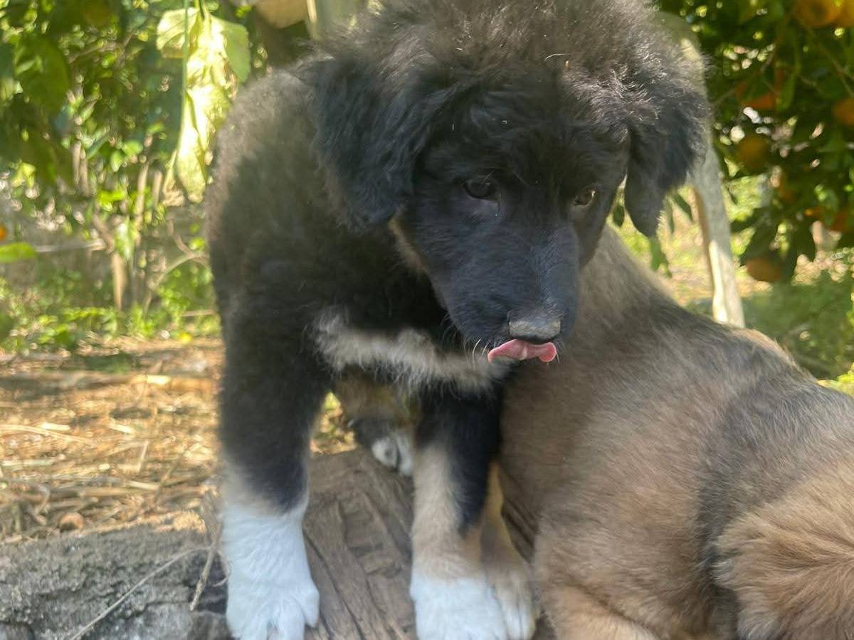 Adotta un cane, femmina, 2 mesi, Frosinone