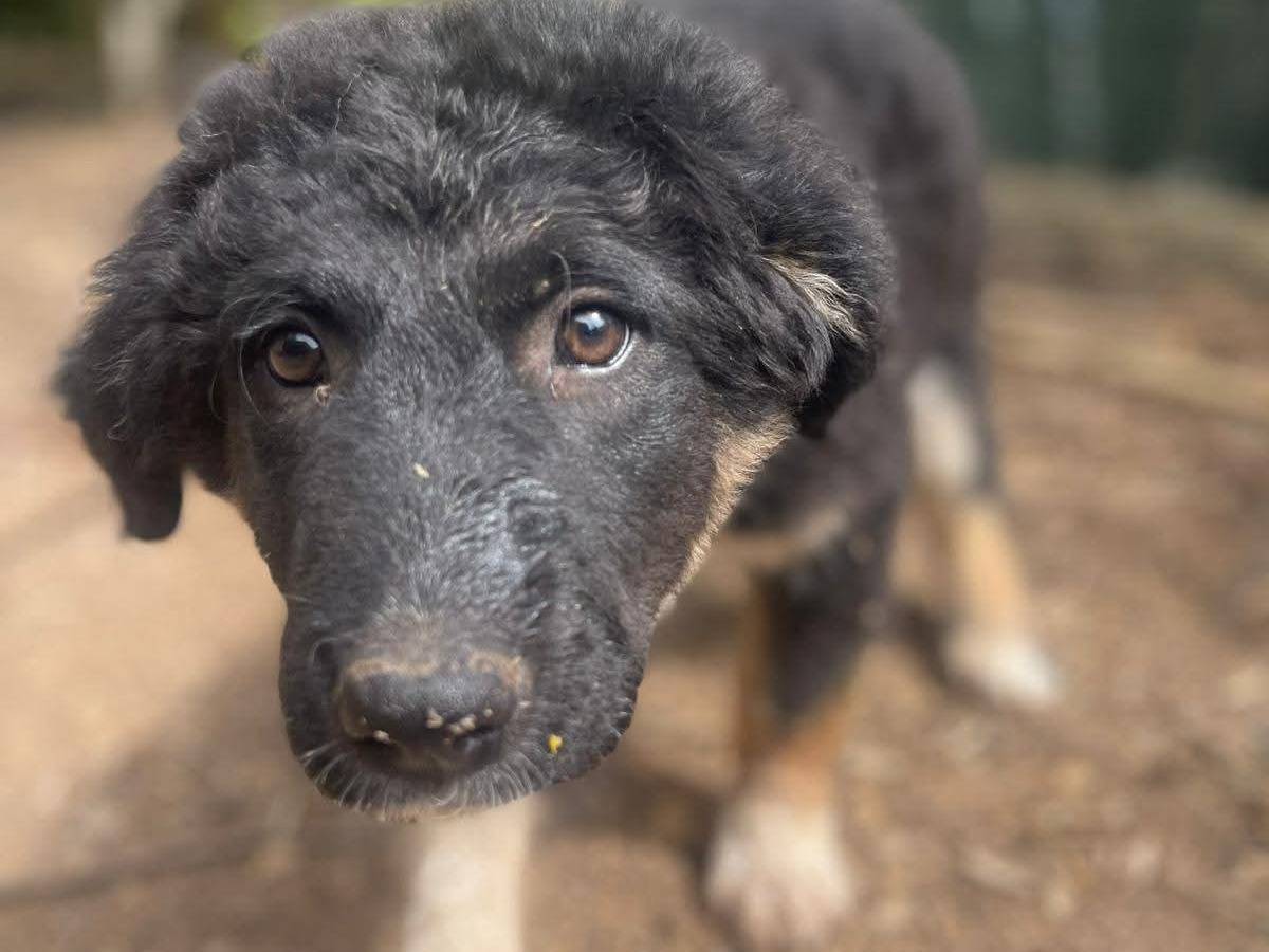 Vuoi adottare un cane a Frosinone?