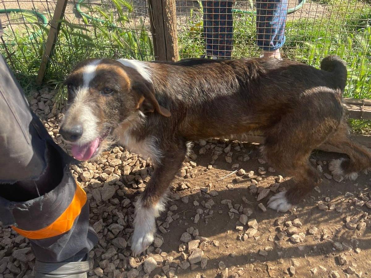 Vuoi adottare un cane a Frosinone?