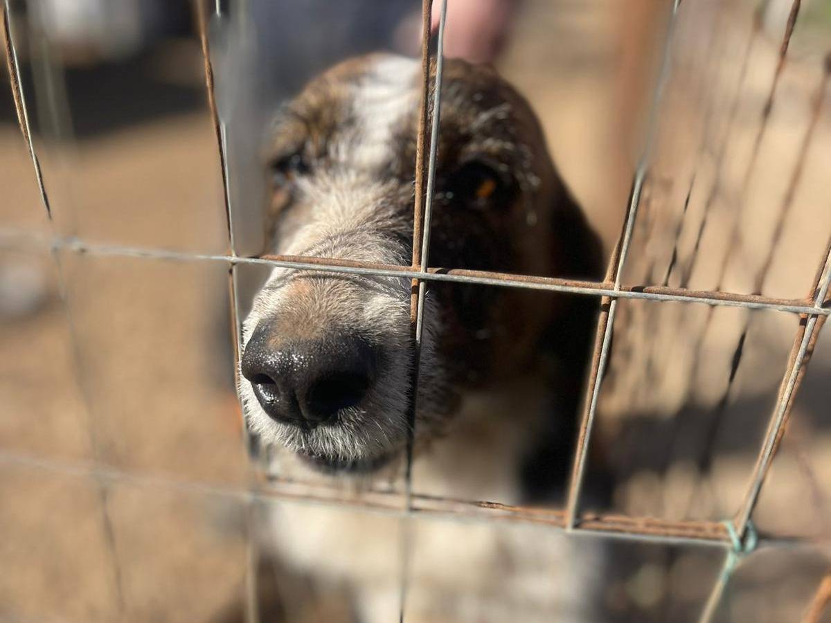 Adotta il cane Annie a Frosinone