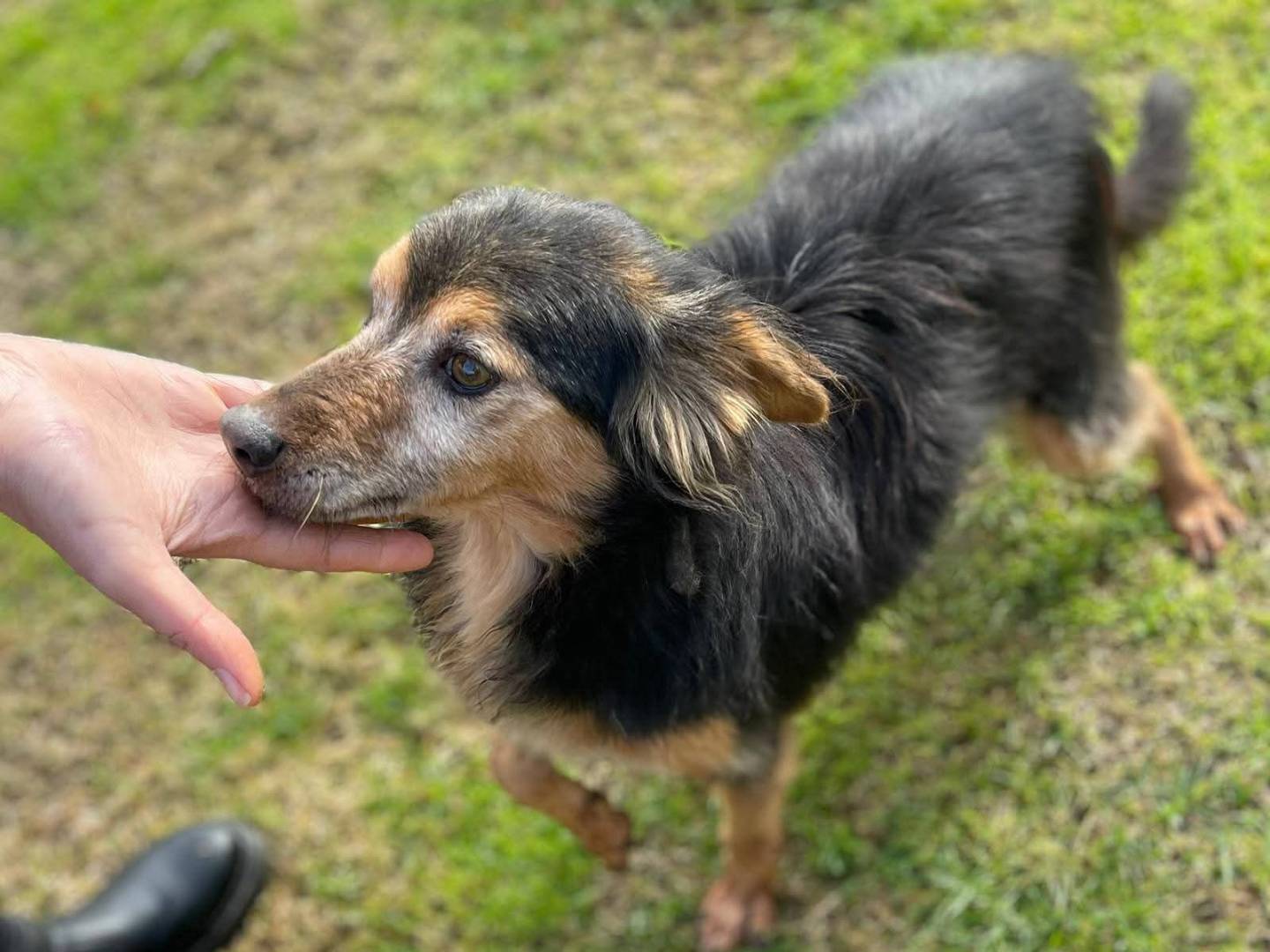 Adozione cane, maschio, Razza sconosciuta Razza sconosciuta, 4 anni e 4 mesi, taglia piccola, Frosinone