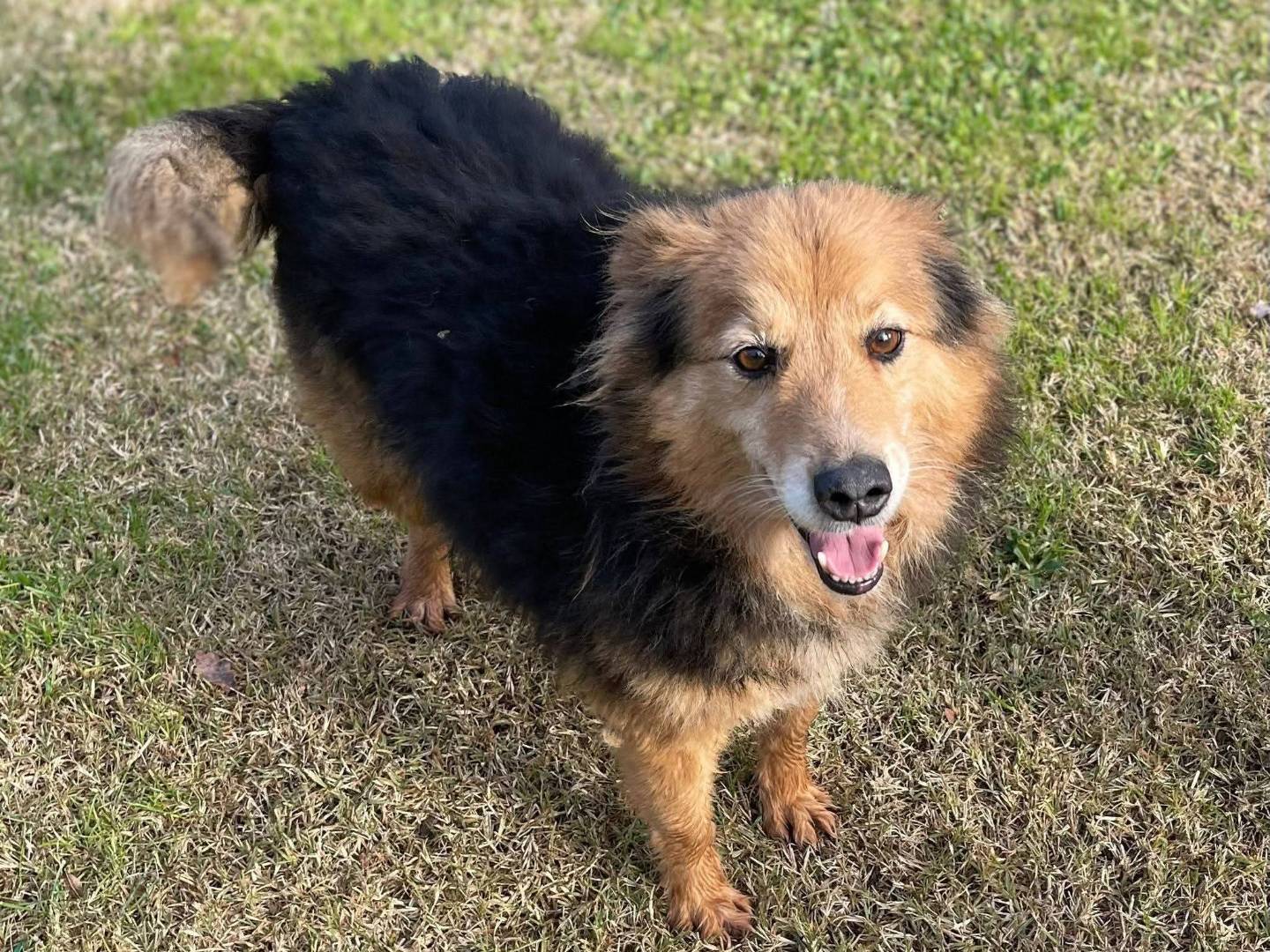 Adotta un cane, maschio, 4 anni e 4 mesi, Frosinone