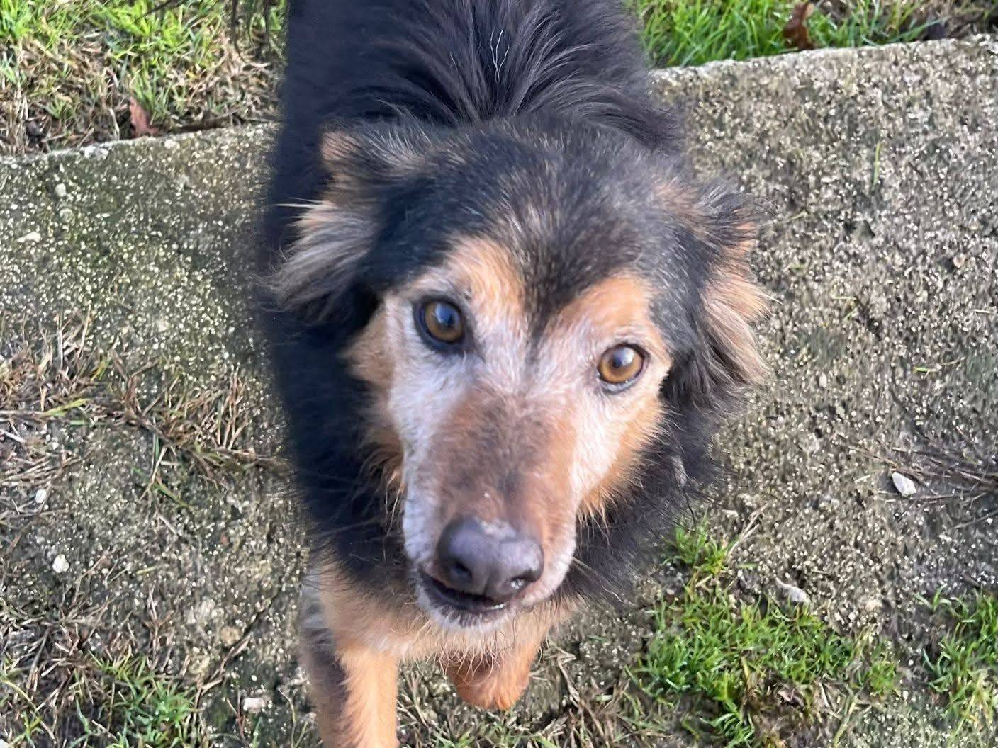 Adotta un cane, taglia piccola, maschio, Frosinone