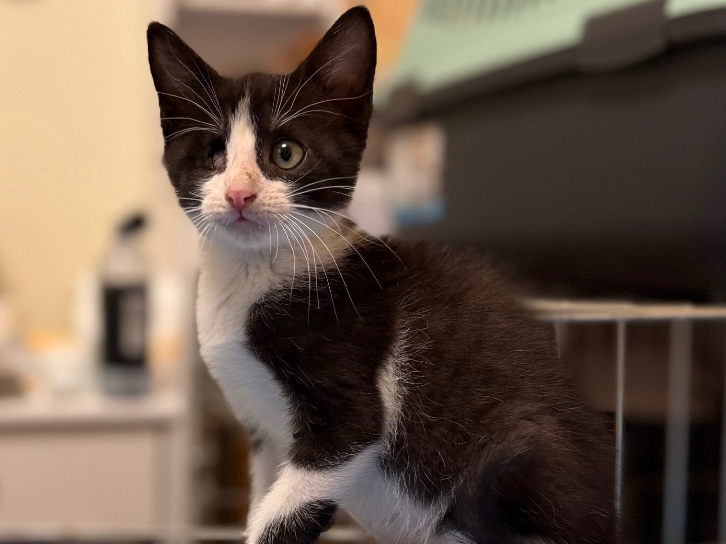 Adozione gatto, femmina, Razza sconosciuta Razza sconosciuta, 1 mesi, taglia non valida, Messina