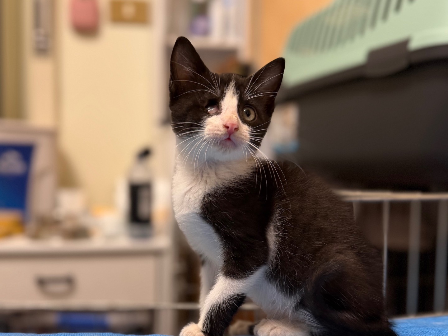 Adotta un gatto, femmina, 1 mesi, Messina