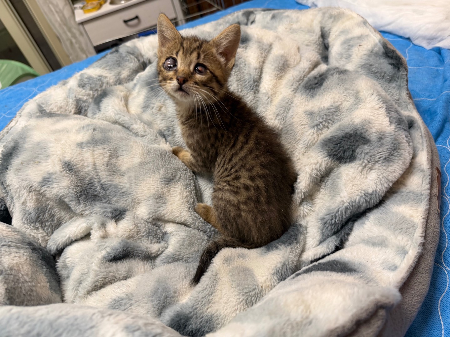 Adozione gatto, maschio, Razza sconosciuta Razza sconosciuta, 2 mesi, taglia non valida, Messina