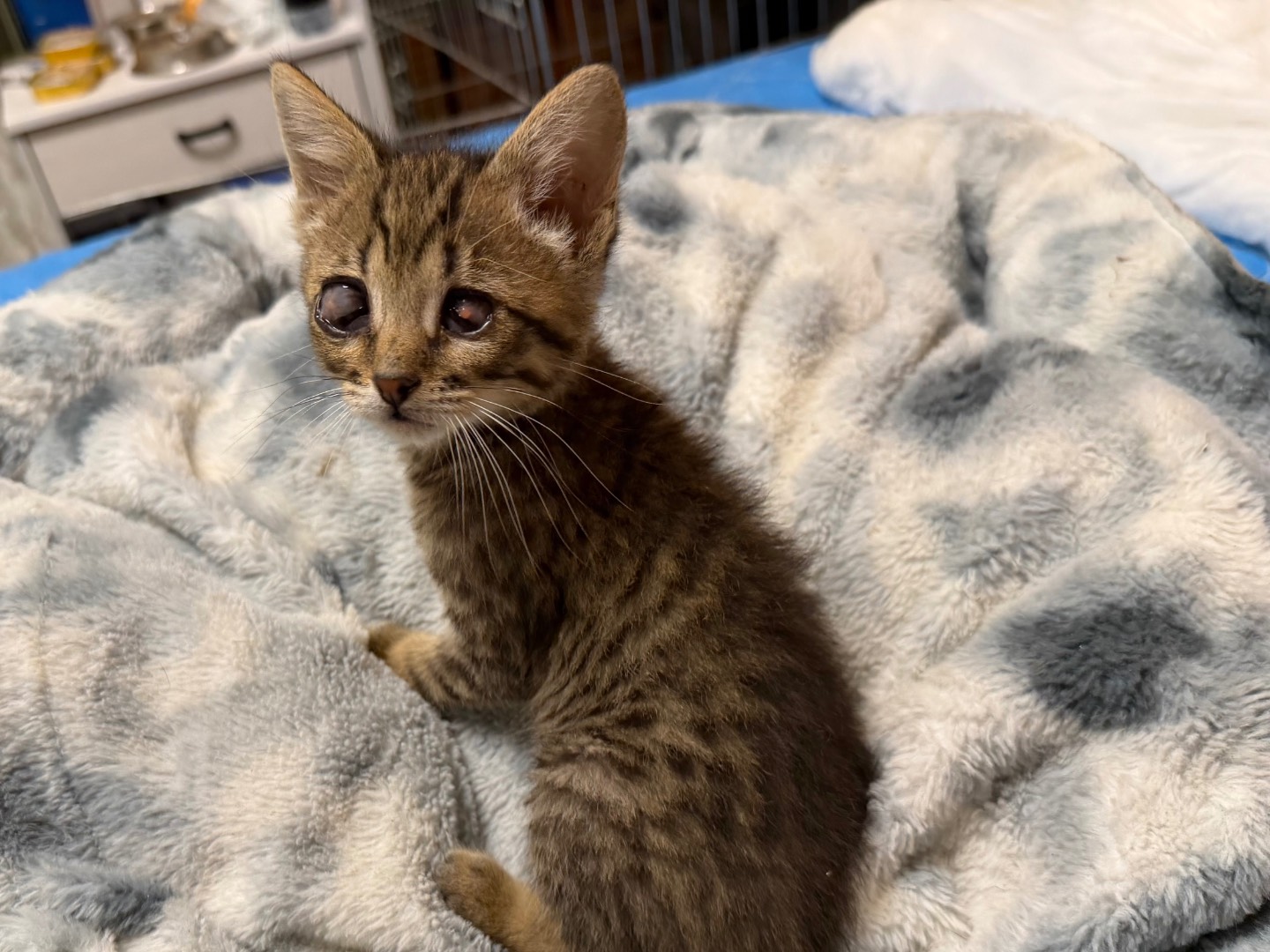 Adotta un gatto, maschio, 2 mesi, Messina