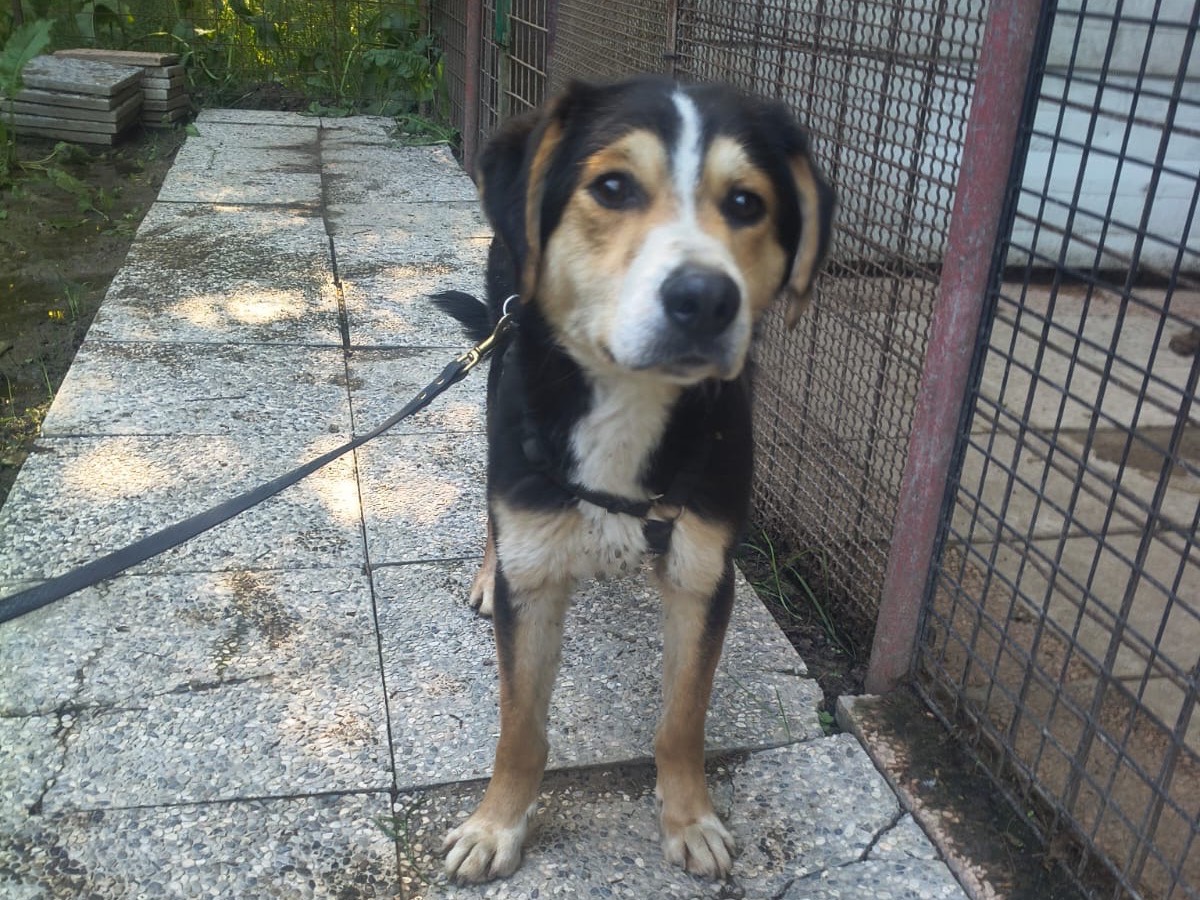Vuoi adottare un cane a Bologna?