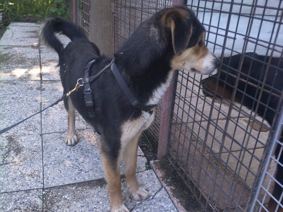 Adotta un cane, taglia grande, maschio, Bologna