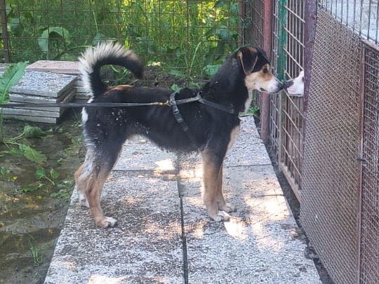 Adotta un cane, maschio, 1 anno e 4 mesi, Bologna