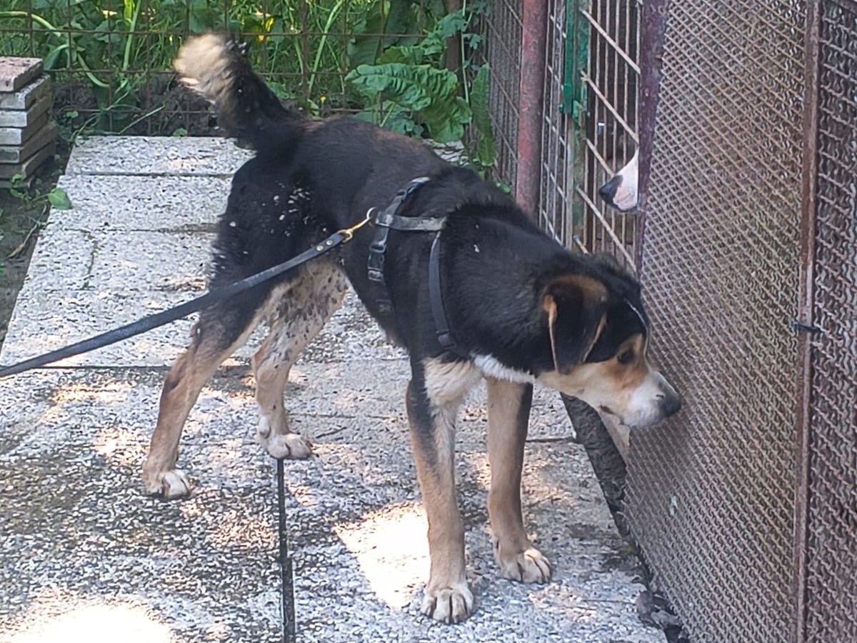 Adozione cane, maschio, Razza sconosciuta Razza sconosciuta, 1 anno e 4 mesi, taglia grande, Bologna