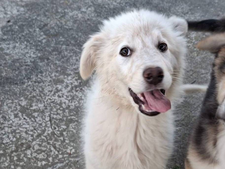 Adotta un cane, maschio, 5 mesi, Crotone