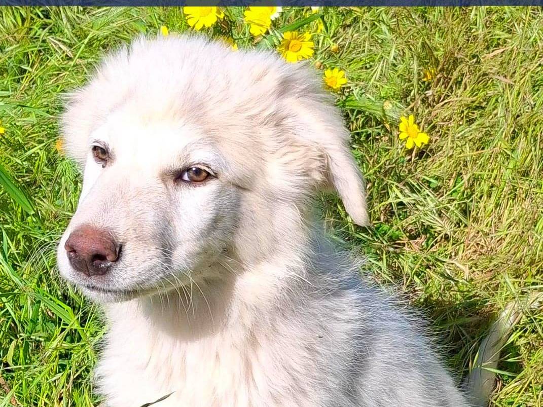Adozione cane, maschio, Razza sconosciuta Razza sconosciuta, 5 mesi, taglia media, Crotone