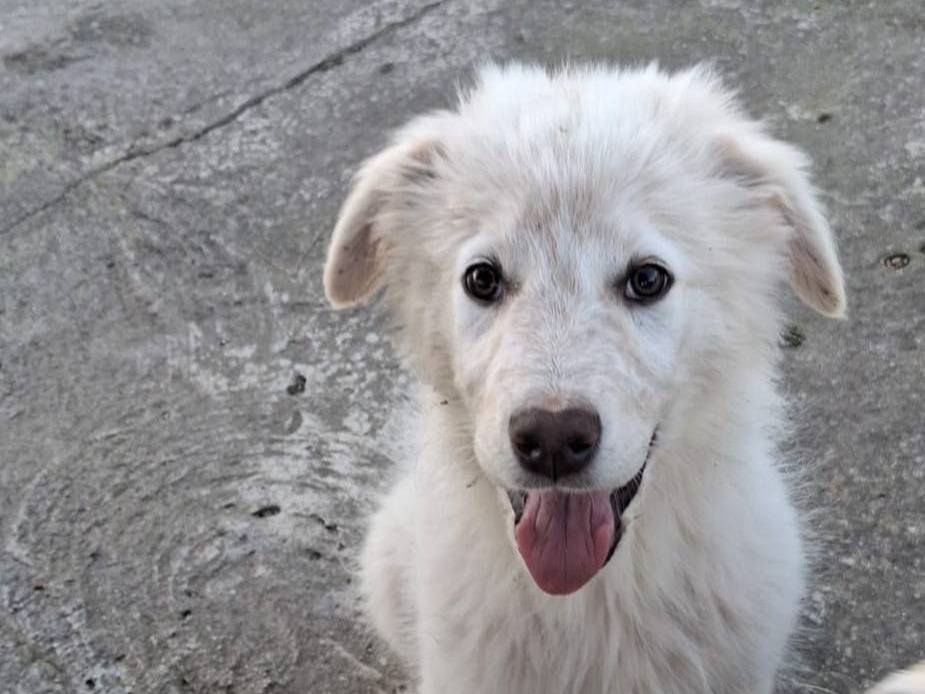 Adotta un cane, taglia media, maschio, Crotone