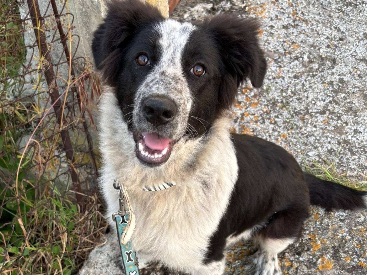 Adozione cane, femmina, Border Collie Razza sconosciuta, 4 mesi, taglia media, Varese