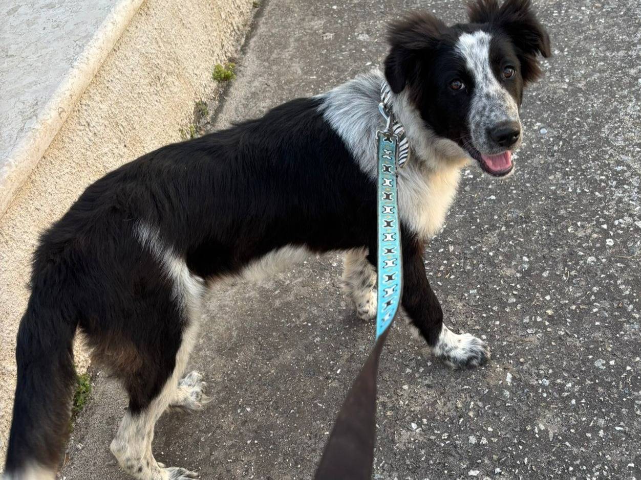 Adotta un cane, femmina, 4 mesi, Varese