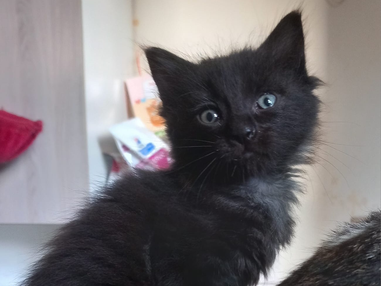 Adotta il gatto Mirtilla a Latina