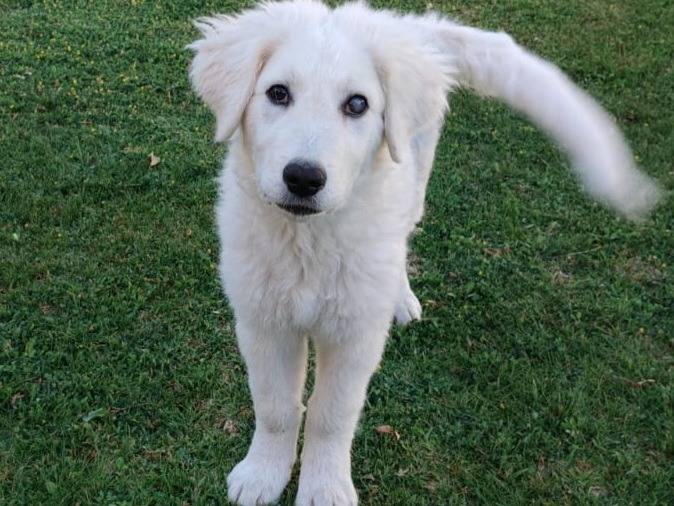 Adozione cane, maschio, Pastore maremmano Razza sconosciuta, 4 mesi, taglia grande, Firenze