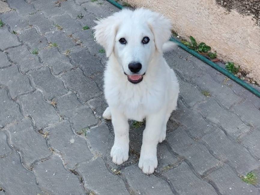 Adotta un cane, taglia grande, maschio, Firenze