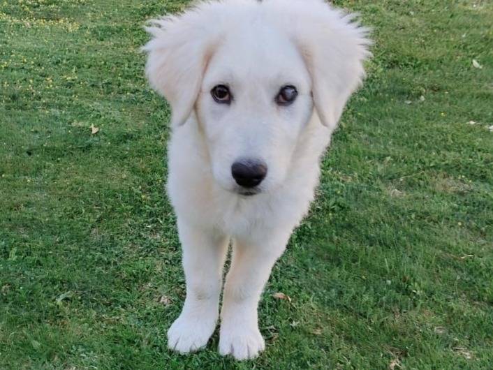 Vuoi adottare un cane a Firenze?