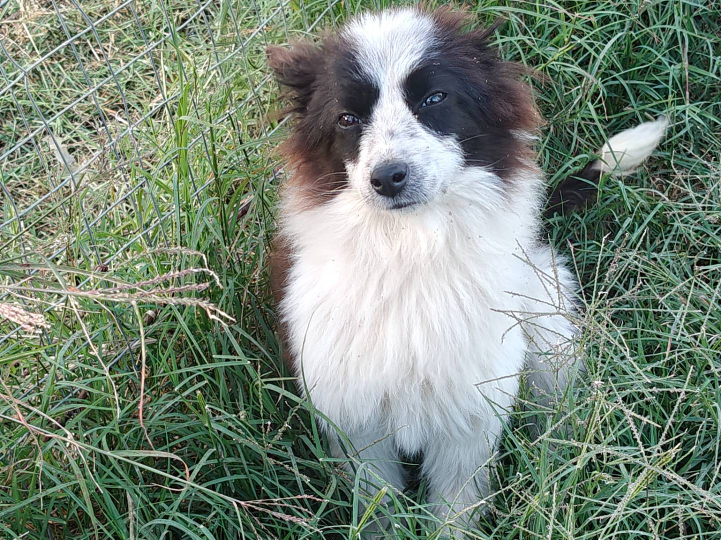 Adozione cane, femmina, Razza sconosciuta Razza sconosciuta, 6 mesi, taglia piccola, Trapani