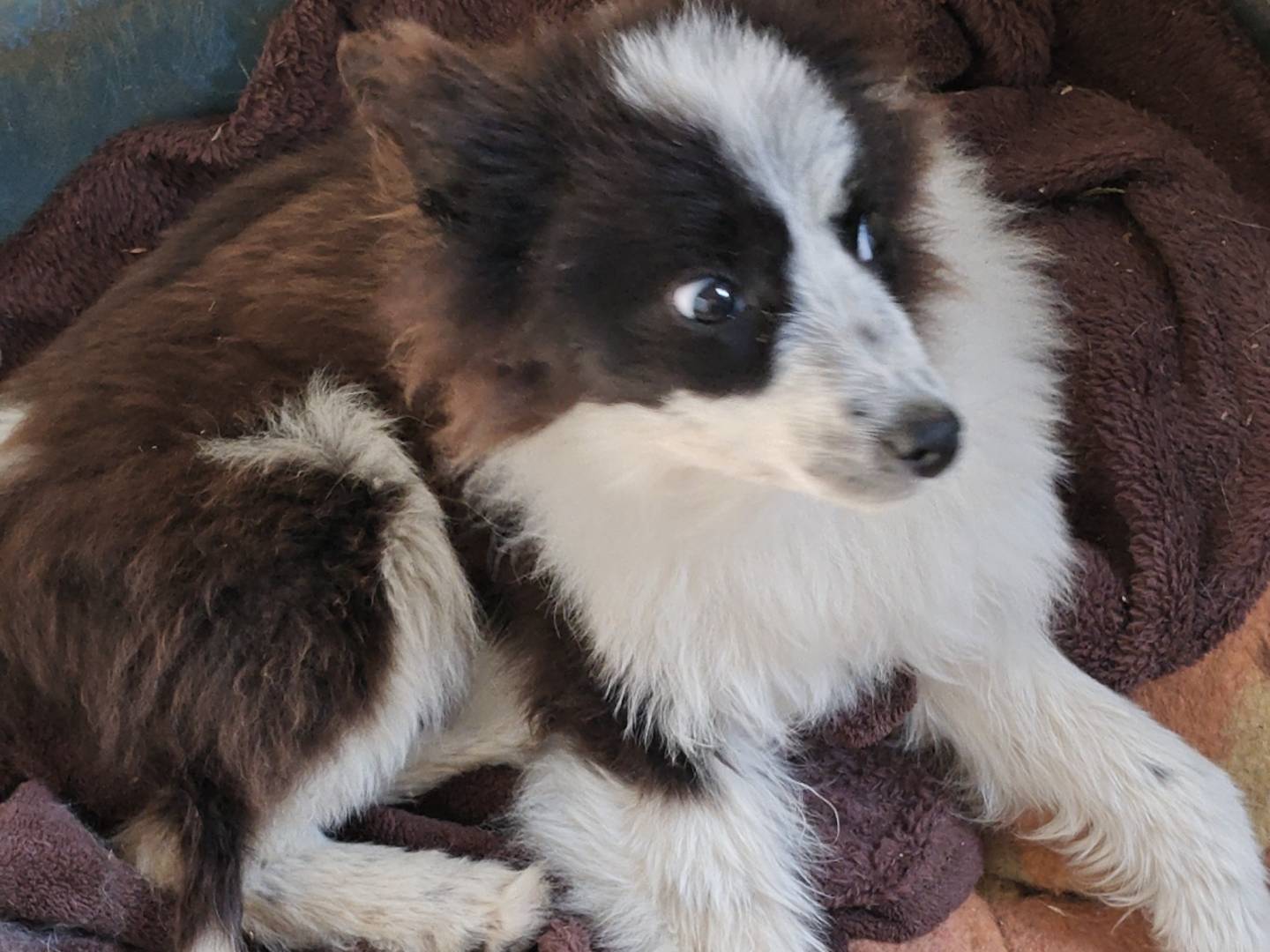 Adotta un cane, femmina, 6 mesi, Trapani