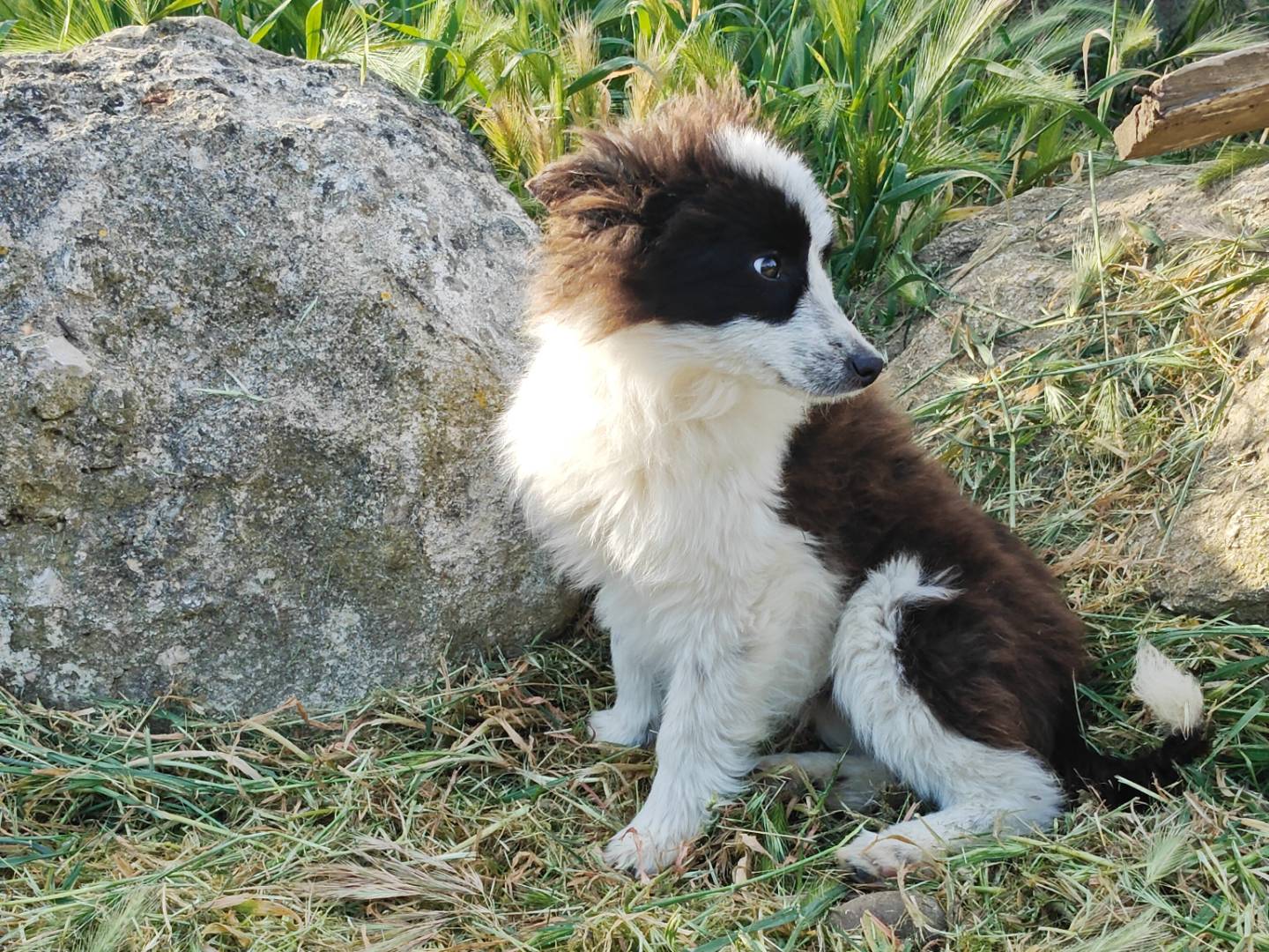Vuoi adottare un cane a Trapani?