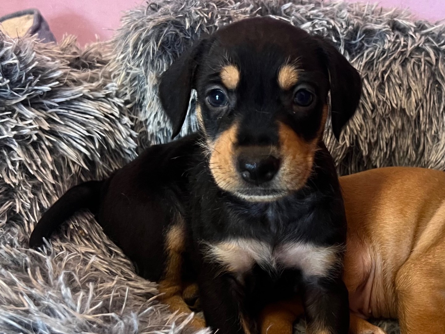 Adotta un cane, taglia media contenuta, maschio, Catania