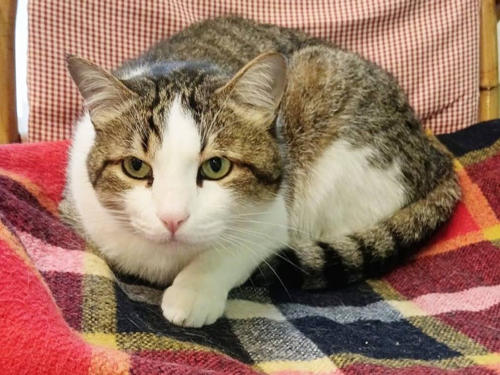 Adozione gatto, maschio, Razza sconosciuta Razza sconosciuta, 5 anni e 11 mesi, taglia non valida, Torino