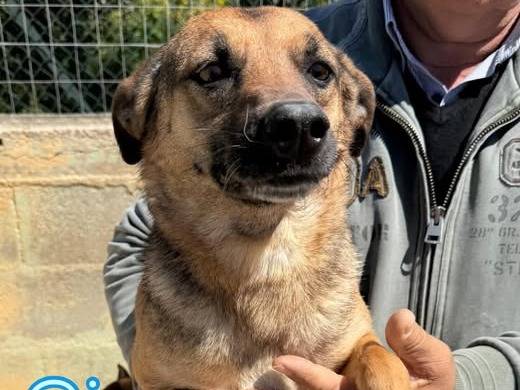 Adozione cane, maschio, Razza sconosciuta Razza sconosciuta, 6 anni e 5 mesi, taglia piccola, Matera