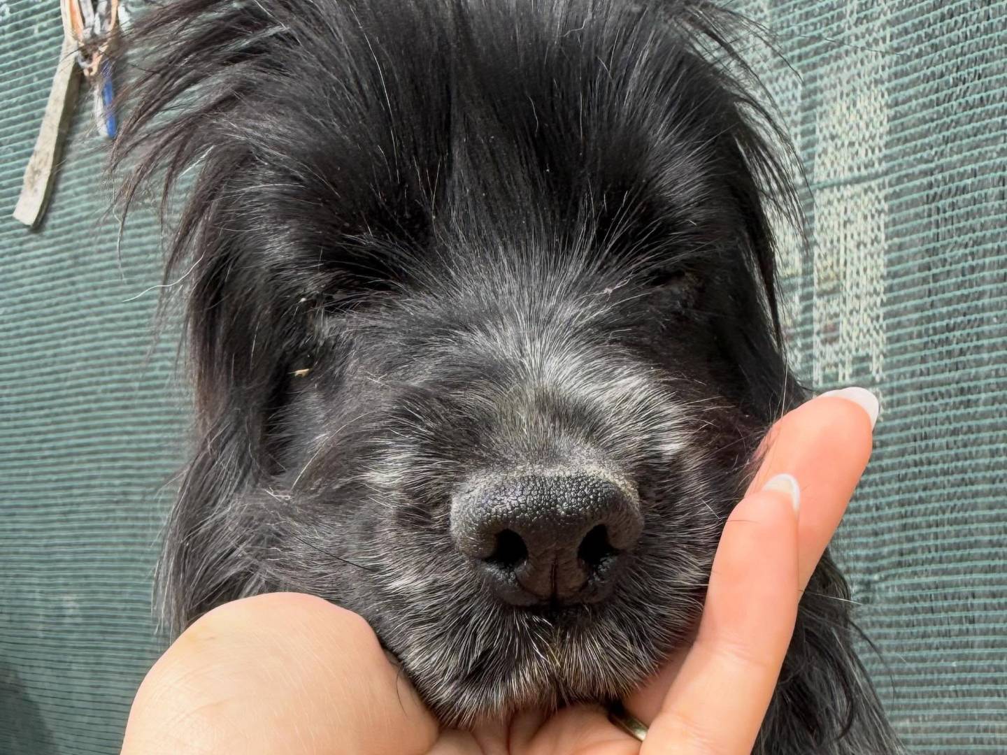 Adotta un cane, femmina, 6 anni, Matera