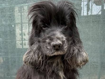 Adozione cane, femmina, Cocker Spaniel Razza sconosciuta, 6 anni, taglia media contenuta, Matera