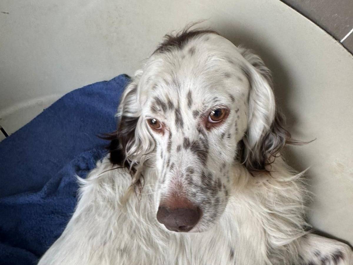 Adozione cane, maschio, Setter Inglese Razza sconosciuta, 3 anni, taglia media, Caserta