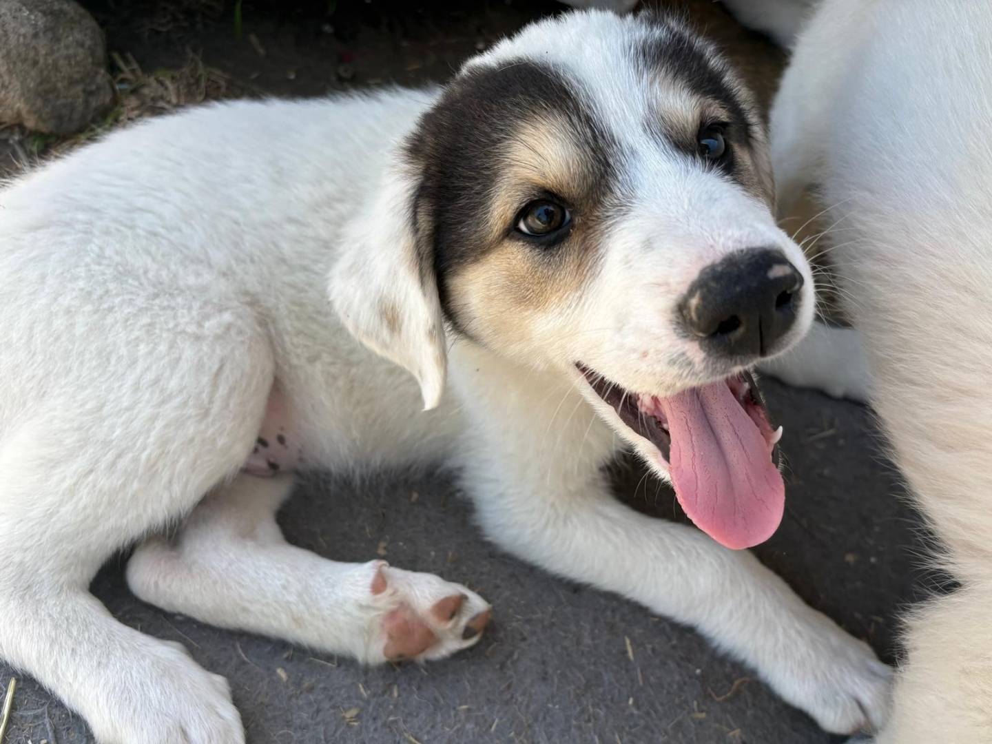 Adozione cane, maschio, Razza sconosciuta Razza sconosciuta, 3 mesi, taglia media, Potenza