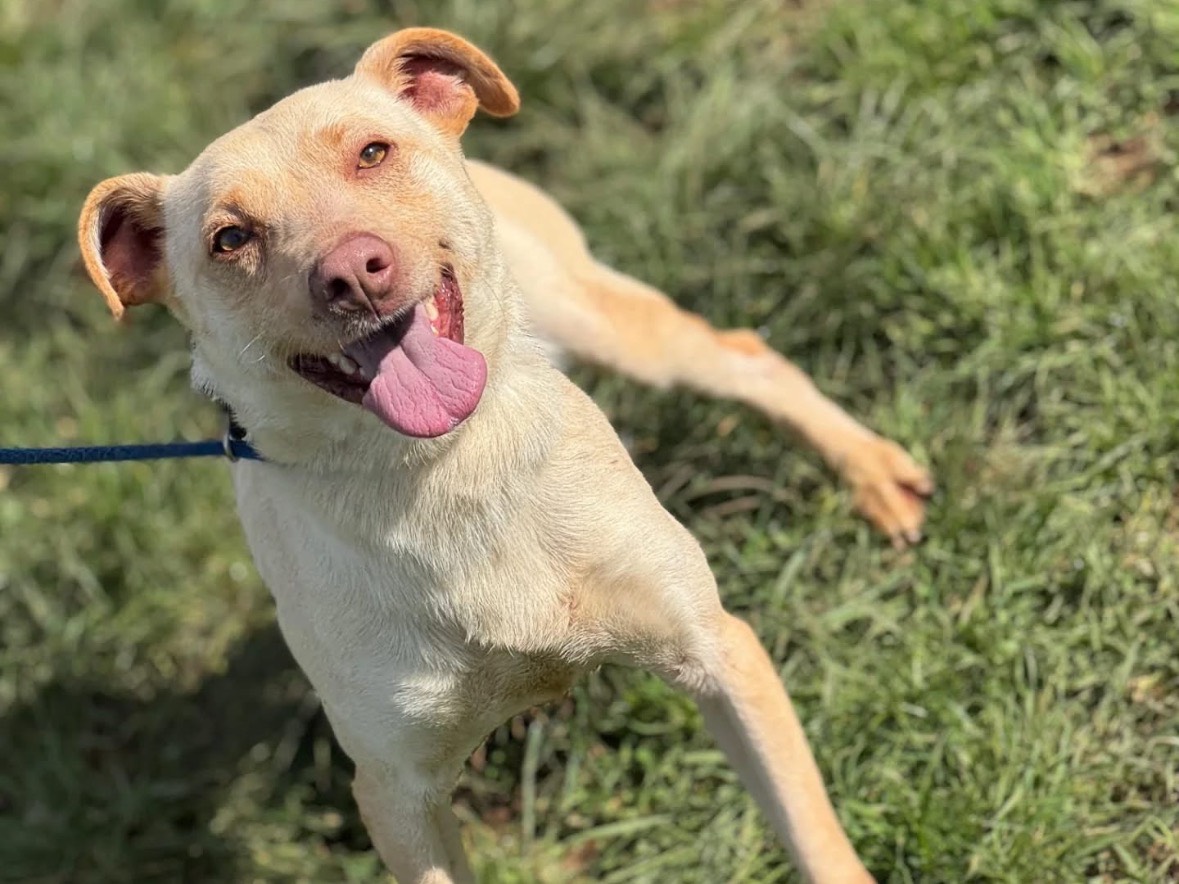 Adozione cane, maschio, Razza sconosciuta Razza sconosciuta, 4 anni, taglia media, Frosinone