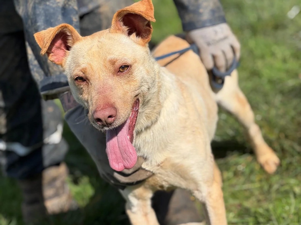 Adotta un cane, taglia media, maschio, Frosinone