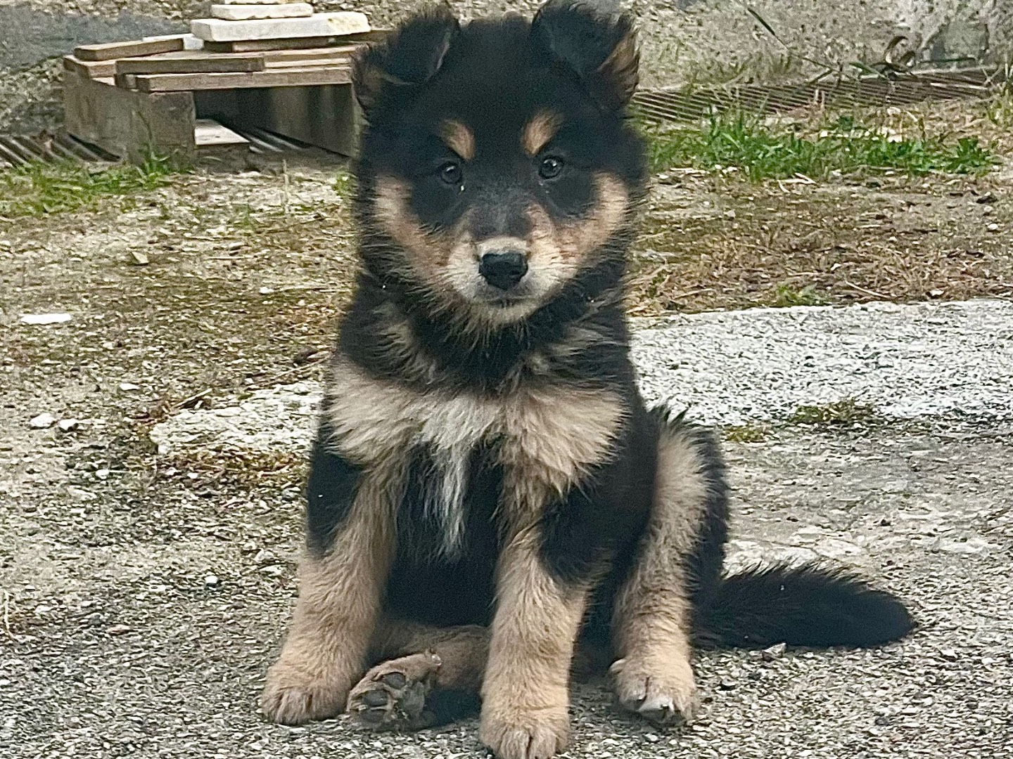 Adozione cane, femmina, Pastore tedesco Razza sconosciuta, 2 mesi, taglia grande, Caltanissetta
