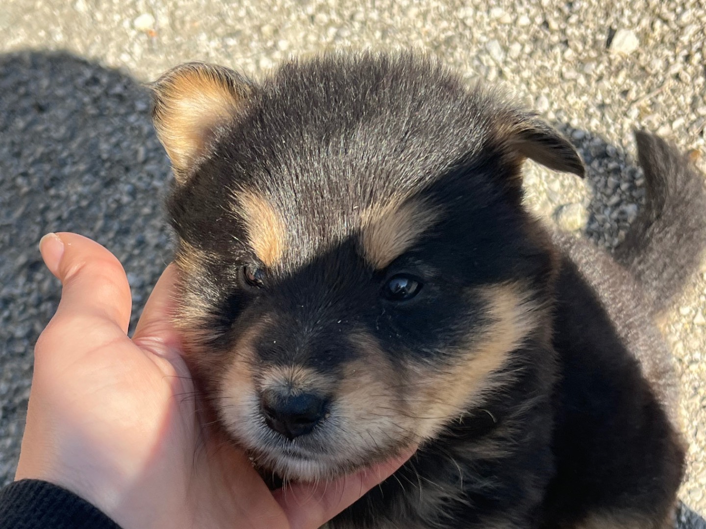 Adotta un cane, femmina, 2 mesi, Caltanissetta