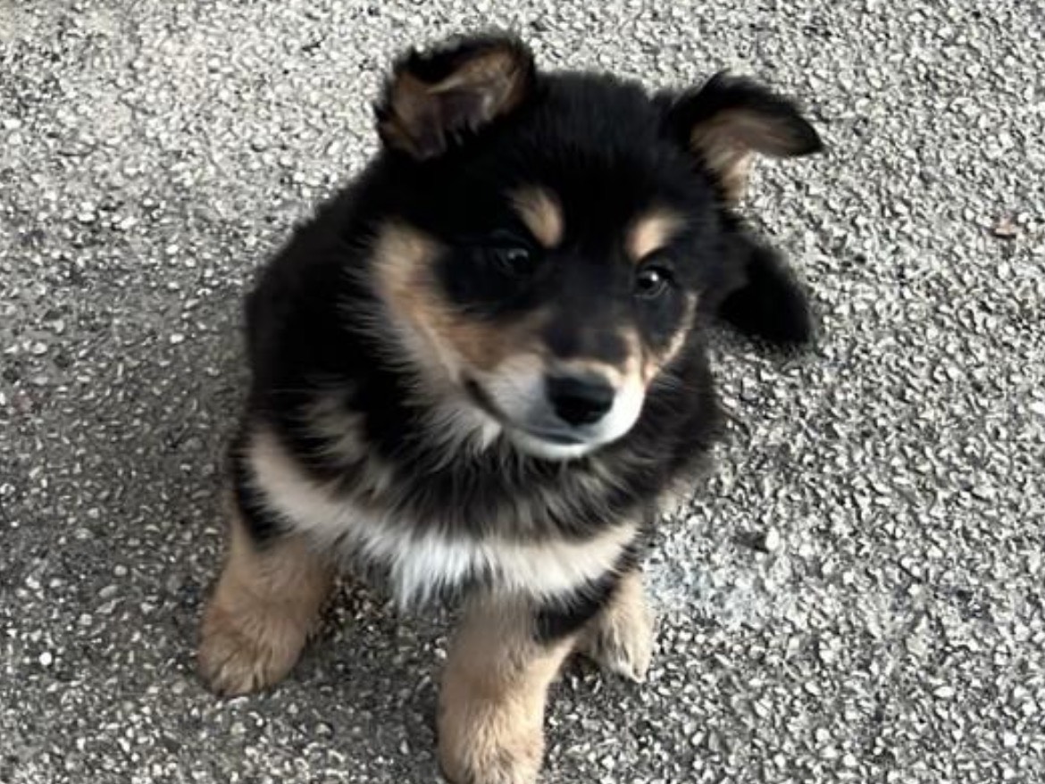Vuoi adottare un cane a Caltanissetta?