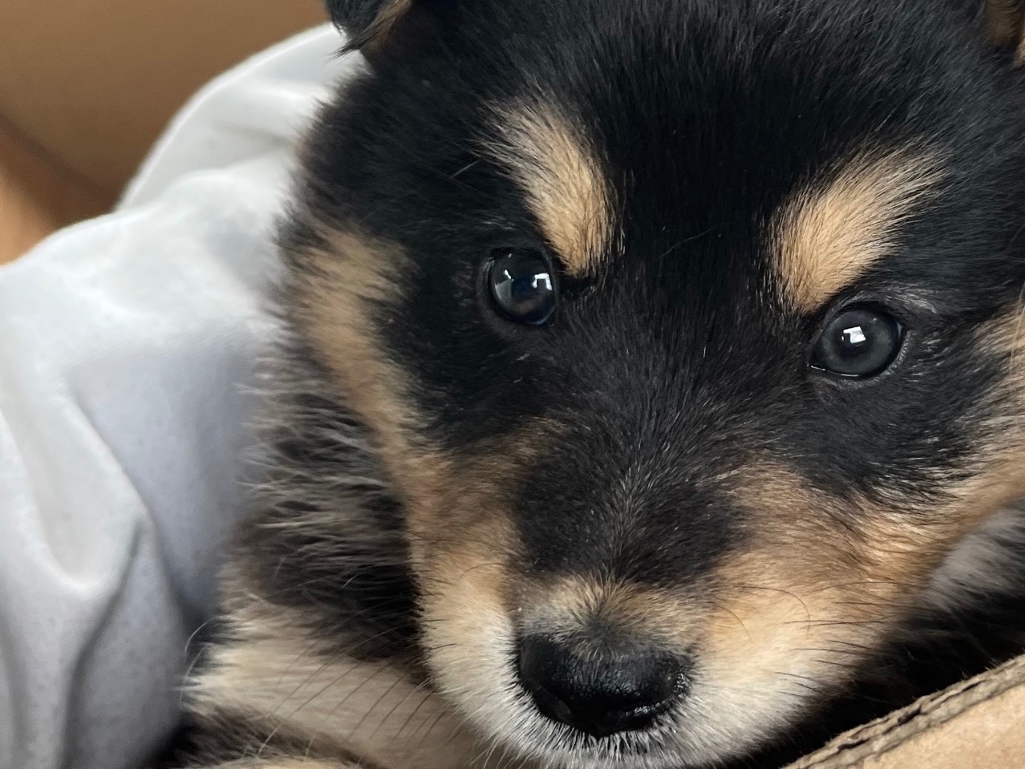 Adotta il cane Harley  a Caltanissetta