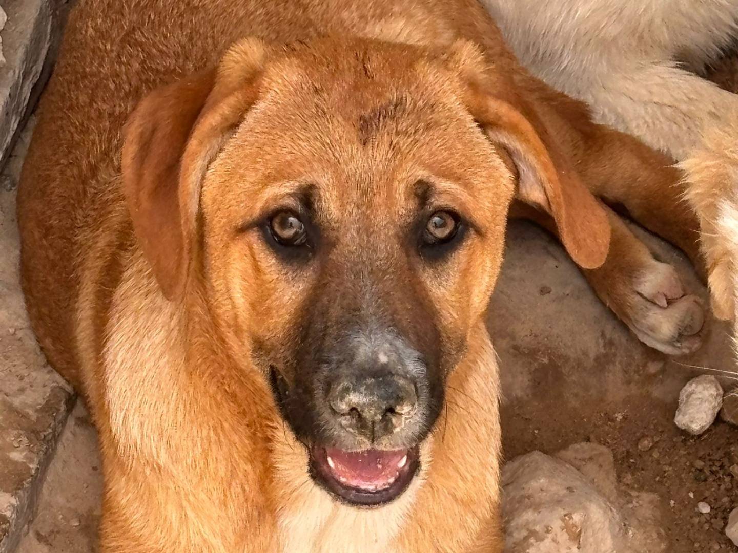 Adozione cane, maschio, Razza sconosciuta Razza sconosciuta, 3 mesi, taglia media, Ragusa